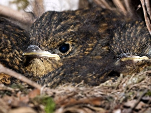 Juvenile Birds Drucke: Young robins