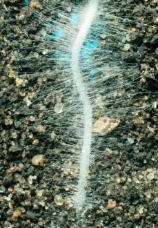 Raphanus Sativus Drucke: Young root of the radish, Raphanus