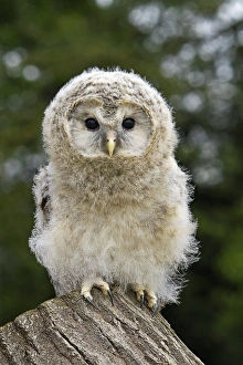 Drucke von Junges Ural-Eulen (Strix uralensis), auf einem Baumstamm sitzend. Dieser Junge ist vier Wochen alt und lernt gerade zu fliegen an Bilder Datiert 2010 Dezember: Junges Ural-Eulen
