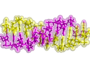 Deoxyribonucleic Acid Model Drucke: Z-DNA, molecular model