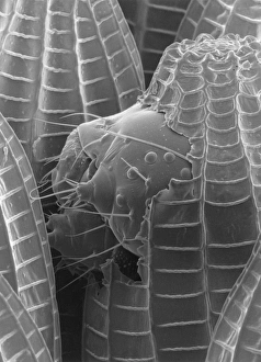 Scanning Electron Micrograph Drucke: Z355 / 0138
