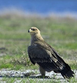 Eagle Species Drucke: z8320426