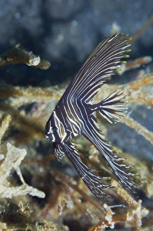 Zebra batfish