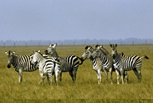 Zebra Herd Drucke: Zebra C013 / 5370