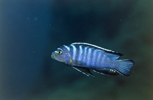 Freshwater Aquarium Fish Drucke: Zebra cichlid