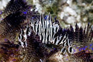Drucke von Zeebra-Krabben (gestreift) auf einem Feuerurwurm (Asthonosoma varium). Zeebrakrabben leben bei Meerestieren und werden in der Indopazifikregion gefunden Bilder Datiert 2010 Juni: Zebraschreck auf einem Feuerurwurm