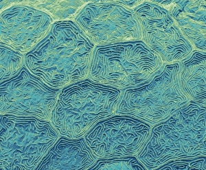 Bilder Datiert 24. Januar 2013: Zebraschafthaut, SEM