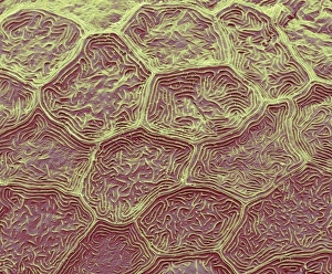 Drucke von Zebrafischhaut. Farbige Rasterelektronenmikroskopaufnahme (SEM) der gefalteten Oberfläche von Hautzellen aus einem Zebrafish (Danio rerio). Die winzigen Falten werden Mikroplicae genannt Bilder Datiert 2013 Januar: Zebraschafenschal, SEM