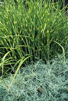 Perennial Plants Drucke: Zebra grass