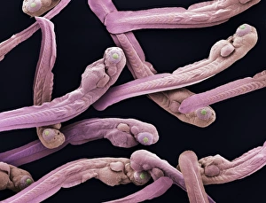 Drucke von Zahnlose Fische jungen sich als farbiger Rasterelektronenmikroskop (SEM) von neu-geschlagenen Haifischen (Danio rerio) Jungen oder Larven zeigen Bilder Datiert 2003 August: Froschzaunen jung, SEM
