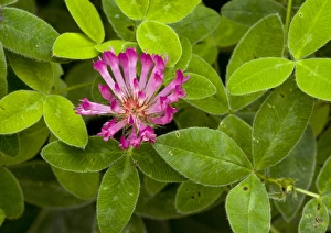 Wildflowers In England Drucke: Zigzag Clover (Trifolium medium)