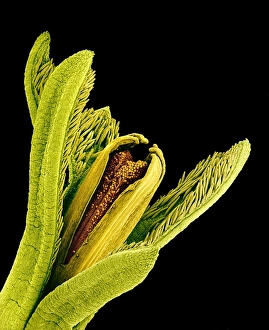 Scanning Electron Micrograph Of Flowers Drucke: Zinnia disc floret, SEM