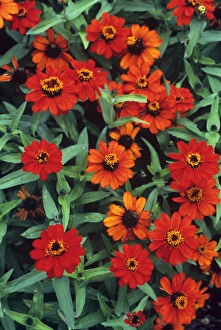 Summer Garden Plants Drucke: Zinnia Profusion Fire