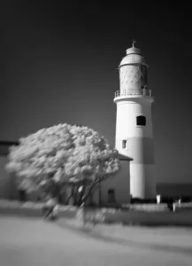 Tyne And Wear Landmarks Drucke: Lighthouse Tree