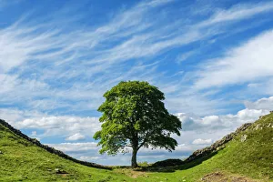 Hadrian's Wall Drucke: England, Nordumbrien, Sycamor-Gap, Nationalpark Nordumbrien