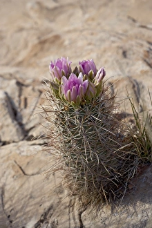 North America Botany Drucke: 27071_work