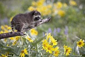 Springtime Animal Photography Drucke: 27187_work