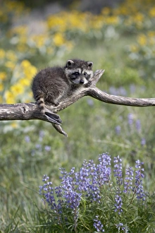 Montana Wildlife Images Drucke: 27196_work