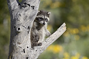 Montana Wildlife Images Drucke: 27202_work