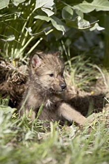 North America Wild Life Images Drucke: 27234_work
