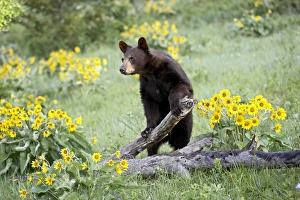 Black Bear In Captivity Drucke: 27237_work