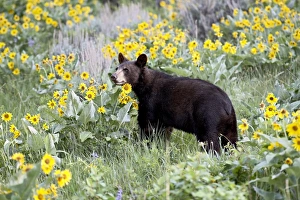Montana Wildlife Drucke: 27241_work