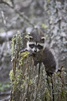 Montana Wildlife Images Drucke: 27370_work