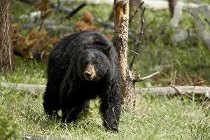 Ursus Americanus Images Drucke: 27399_work