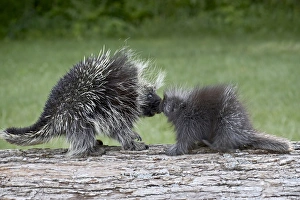 Minnesota Wildlife Images Drucke: 27488_work