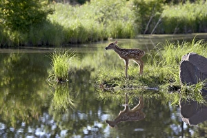 Odocoileus Virginianus Images Drucke: 27507_work