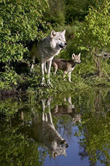 Canis Lupus Photos Drucke: 27550_work