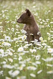 Black Bear Cub Drucke: 27563_work_crop46