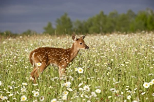 Wild Life Photography Drucke: 27569_work