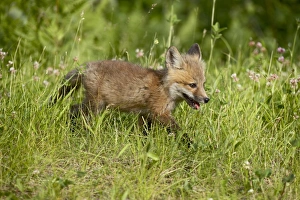 Outdoor Mammal Images Drucke: 27623_work