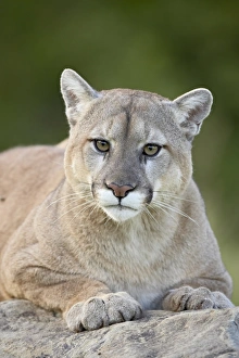 United States Animal Images Drucke: 27645_work
