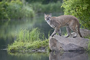 American Wildlife Pictures Drucke: 27649_work