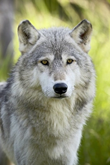 Minnesota Wildlife Images Drucke: 27664_work