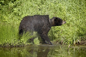 Ursus Americanus Images Drucke: 27680_work