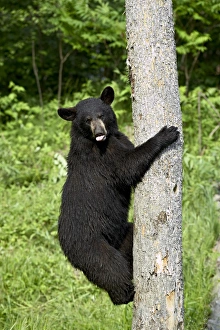 Ursus Americanus Images Drucke: 27690_work