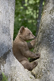 Ursus Americanus Images Drucke: 27697_work