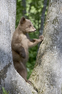 Black Bear Cub Drucke: 27698_work