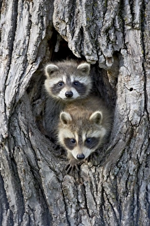 Minnesota Wildlife Images Drucke: 27704_work