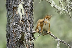 American Wildlife Pictures Drucke: 27715_work