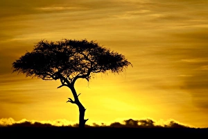 Tree Silhouette At Dawn Drucke: Acacia tree at dawn