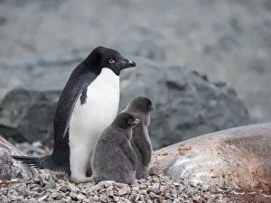 Die Adéliese-Pinguin (Pygoscelis adeliae) mit Jungvögeln auf der Tay-Head-Insel, Joinville-Inseln in Antarktika und den Polargebieten