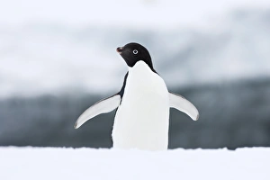 Die Adélie-Pinguin (Pygoscelis adeliae), Gemeinschaftsbay, Antarktika, Polargebiet