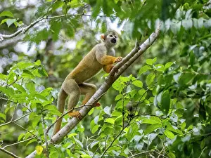 Pacaya Samiria Wildlife Drucke: An adult common squirrel monkey