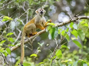 Pacaya Samiria Wildlife Drucke: An adult common squirrel monkey