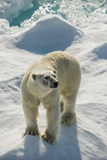 Cumberland Drucke: Erwachsener Polarpilz (Ursus maritimus), auf einem Eisschiff im Norden von Kanada