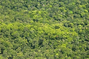 South American Scenic Views Drucke: Aerial view of pristine rainforest canopy, Guyana, South America
